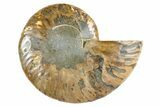 Cut & Polished Ammonite Fossil (Half) - Madagascar #345978-1